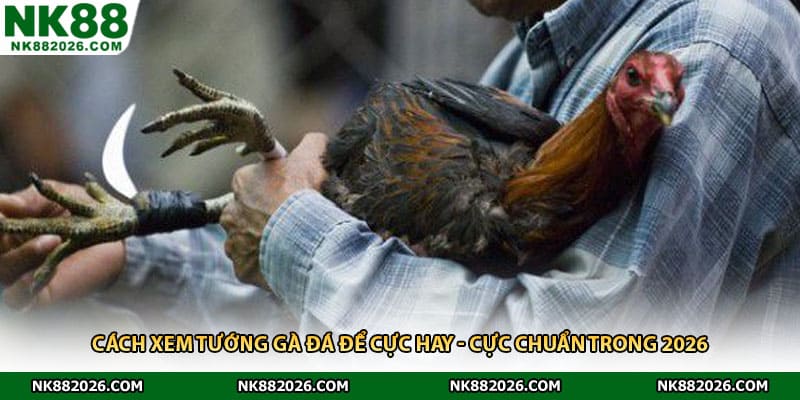 Cách Xem Tướng Gà Đá Để Cực Hay - Cực Chuẩn Trong 2026