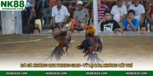 Đá Gà Không Qua Trung Gian - Tỷ Lệ Cao, Không Cắt Phí