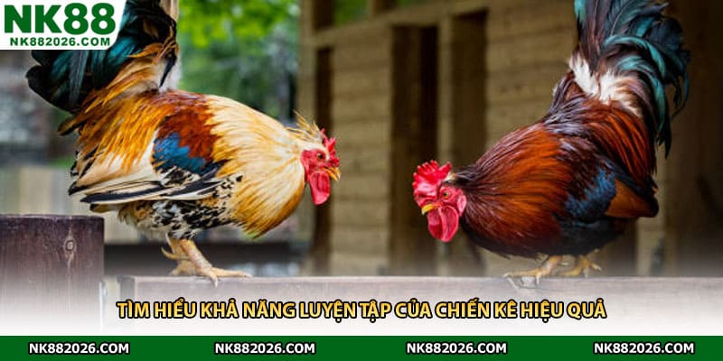 Tìm hiểu khả năng luyện tập của chiến kê hiệu quả